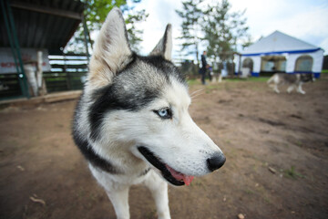 Blue-eyed husky poses for the camera. Portrait of the Siberian husky. Friendship forever.