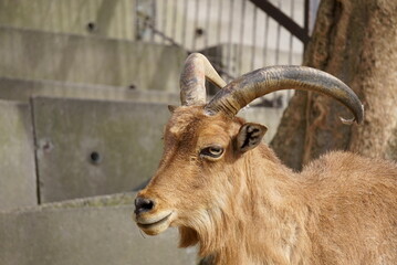 Observe goats at the zoo