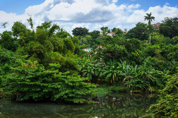 river bank of tropical forest park Almendares a ritual place of power in the vicinity of Havana