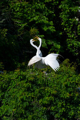 Great Egrets courtship in mating season
