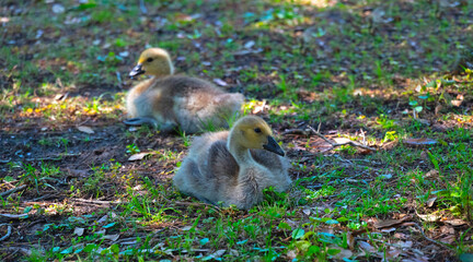 Gosling - young Canada goose