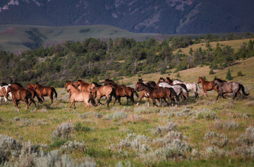 Beautiful Montana ranch horses galloping in the Pryor Mountains