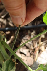 Fingers Pruning a Tomato Plant Off-Shoot to Increase the Plant's Fertility