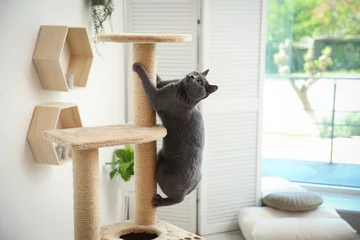  Cute pet on cat tree at home © New Africa