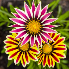 Obraz premium A trio of Gazania flowers in various shades of orange