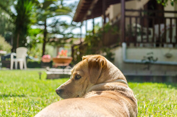 Cute Young Female Dog Relax and Enjoys the Sun. Kokoni Greek Breed Being Lazy on the Grass of the House's Yard.