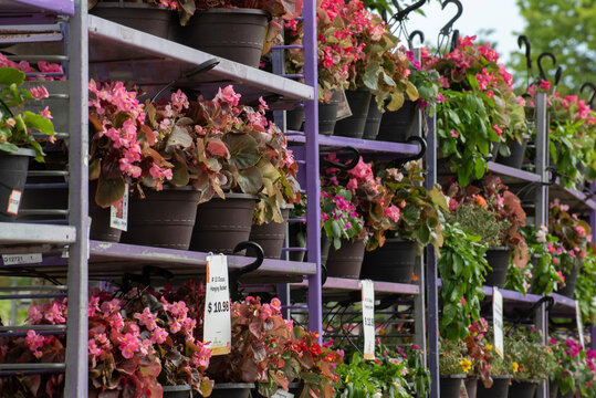 Potted Flowers For Sale Outside A Hardware Store. (selective Focus On Foreground Plants)