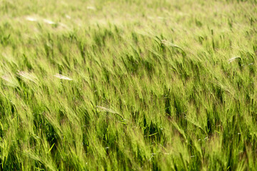 Wheat thorns moved by the wind