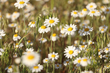 Fototapeta premium Beautiful chamomile flowers growing in spring meadow, closeup