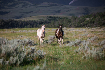 Beautiful Montana ranch horses galloping in the Pryor Mountains
