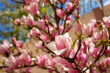 Beautiful fragrant tree with magnolia flowers in the sun