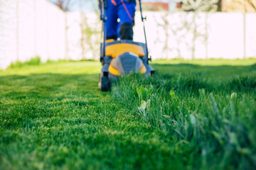 Young man mows the lawn using an electric lawn mower in a special worker suit near a large country house in the backyard - obrazy, fototapety, plakaty