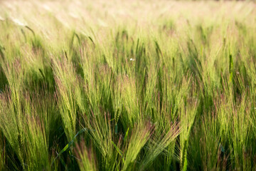 wheat thorns moved by the wind