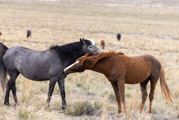 Pair of Wild Horse Stallions in the Utah Desert