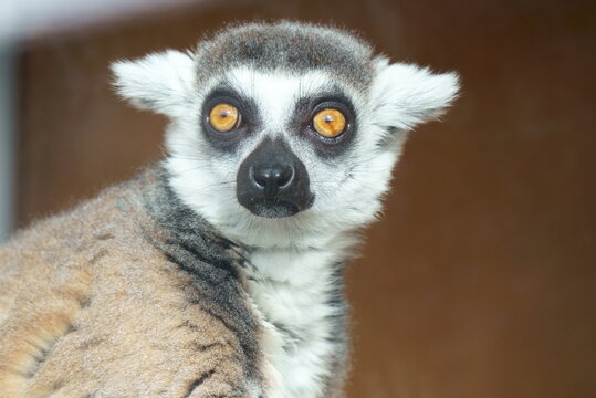 Ring-tailed lemur in a cage
