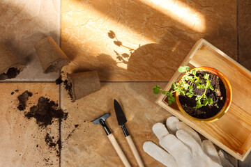 Home gardening, micro-green peas in a pot, in a wooden box. Mini gardening tools, peat pots and gloves. Flatlay on the ceramic floor. Copy of the space