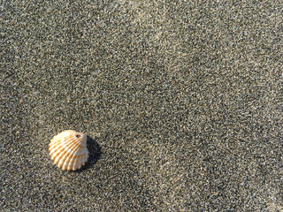 Lonely seashell isolated on dark sand on beach