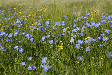 Beautiful flowers growing in meadow on sunny day