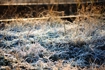 Frozen grass. Shallow depth of field
