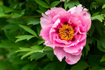 Obraz premium Peonia suffruticosa