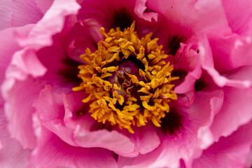 Peonia suffruticosa