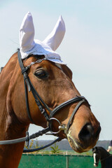Portrait of a Hanoverian (horse) at a horse show
