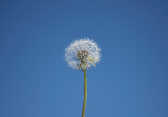 white dandelion on the background of the sky