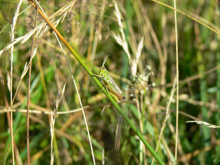 Grasshopper sitting in the tall grass