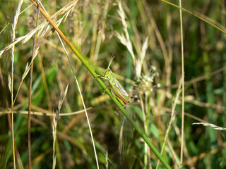 Grasshopper sitting in the tall grass