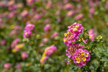 Small pink and white flowers Lantana Camara