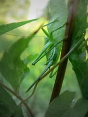 Grasshopper sitting in the tall grass