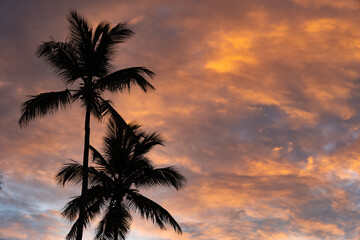 Obraz premium Tropical Sunset With Palm Tree silhouette with dramatic clouds. Destination and travel concept.