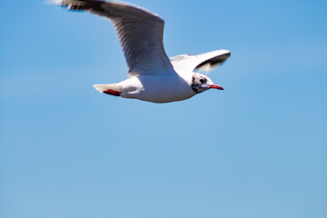gaviota en vuelo
