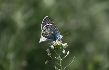 blue butterfly on a flower
