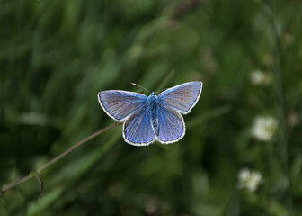 blue butterfly on a flower