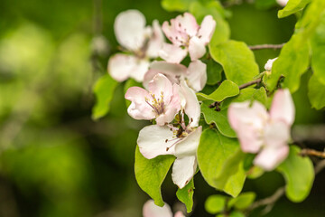 close up of blooming apple tree blossoms