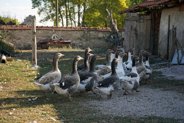 herd of geese in the village 