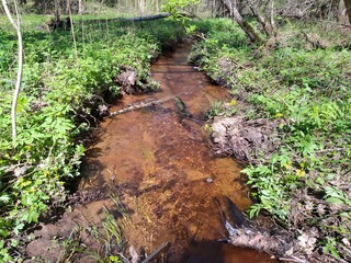 green moss on the ground