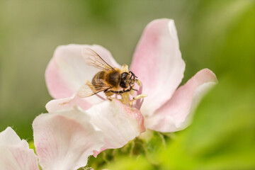 close up of a bee collecting nectar on a apple tree blossom