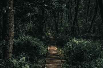 path in the forest