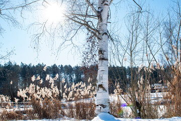 Winter