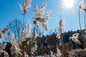 Winter am See