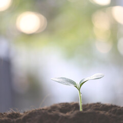 Pumpkin sprout growing under sunlight