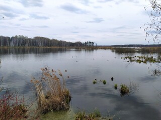 reflection of trees in water