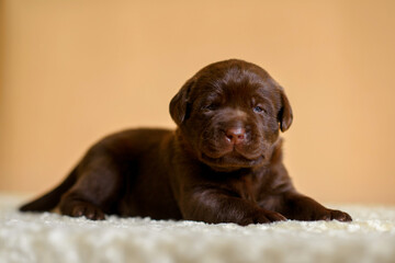 Newborn pappy chocolate labrador laying  isolated