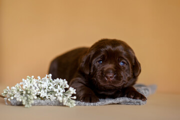 Newborn puppy chocolate labrador laying  with flower lilac