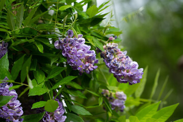 Flowering purple wisteria blossoms spring garden violet