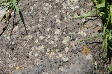 fungus on the stone