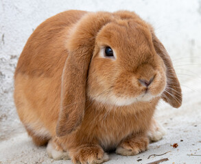 Mini lop pet rabbit of brown color.