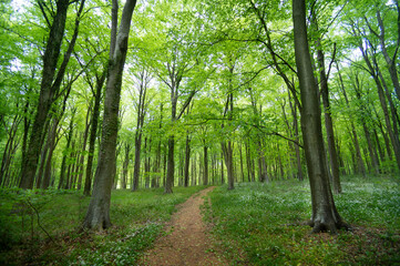 Path through a forest.